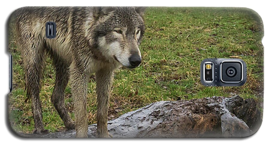 Wolf Wolves Galaxy S5 Case featuring the photograph Hangin on the Log #1 by Laura Hedien