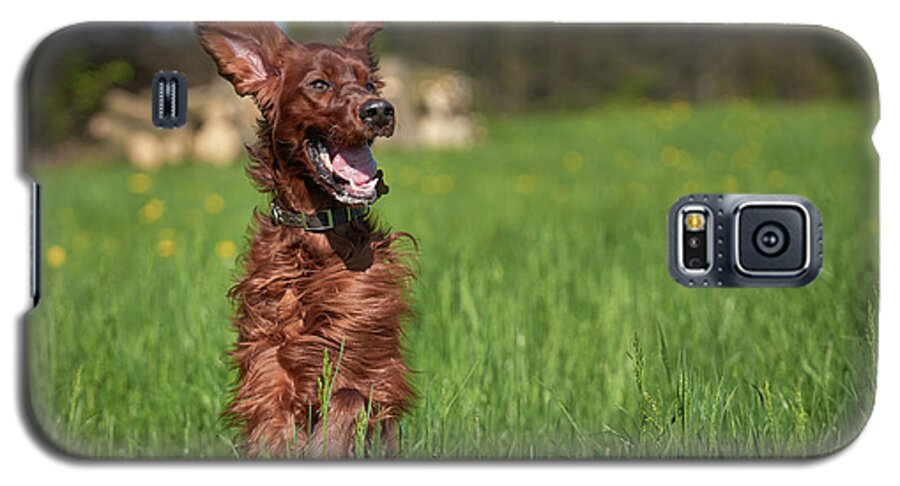 Dog Galaxy S5 Case featuring the photograph Happy setter #1 by Robert Krajnc