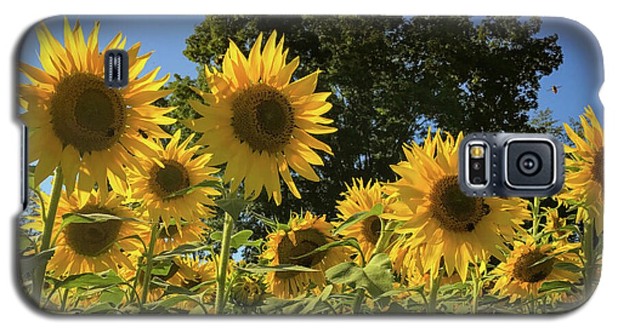 Sunflowers Galaxy S5 Case featuring the photograph Sunlit Sunflowers #1 by Lora J Wilson