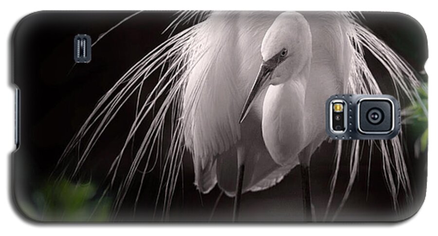 Great Egret Galaxy S5 Case featuring the photograph A Touch Of Class - Great Egret With Plumage by Mary Lou Chmura