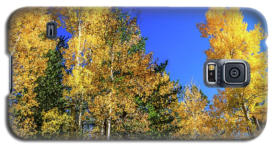 Arizona Galaxy S5 Case featuring the photograph Arizona Aspens in Fall 1 by Dawn Richards