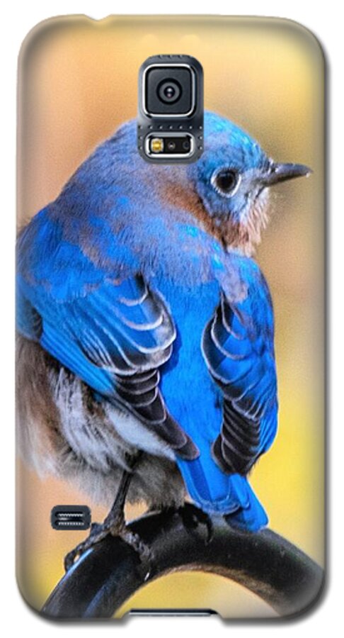 Eastern Bluebird Galaxy S5 Case featuring the photograph Beautiful Bluebird by Mary Ann Artz