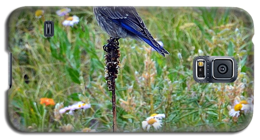 Bluebird Galaxy S5 Case featuring the photograph Bluebird Perch by Dorrene BrownButterfield