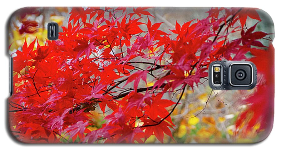 Japanese Maple Galaxy S5 Case featuring the photograph Brilliant Fall Color by Kristin Hatt