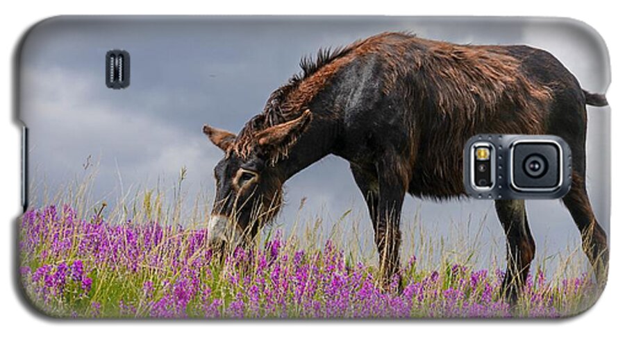 Wild Burro Galaxy S5 Case featuring the photograph Brown Wild Burro by Susan Rydberg