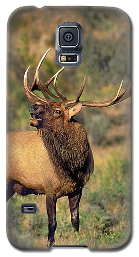 North America Galaxy S5 Case featuring the photograph Bull Elk in Rut Bugling Yellowstone Wyoming Wildlife by Dave Welling
