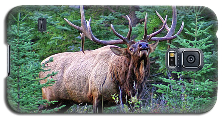 Old Large Gigantic Galaxy S5 Case featuring the photograph Bull elk posturing and ready to fight all comers, during the heat of the rut, breeding time by Robert C Paulson Jr