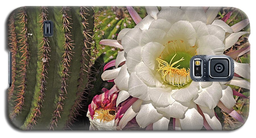 Argentinian Giant Galaxy S5 Case featuring the photograph Cactus Blossom 3 by Lynda Lehmann