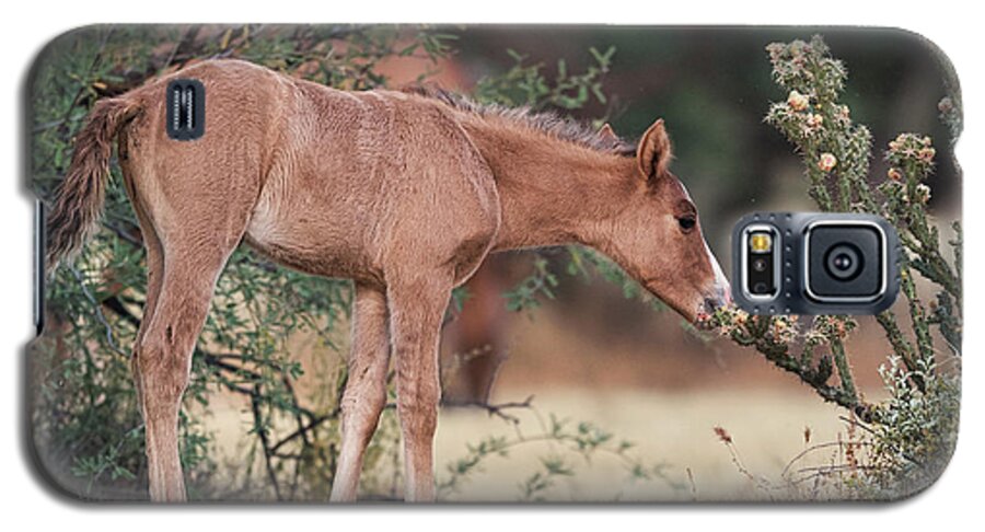 Foal Galaxy S5 Case featuring the photograph Can I Eat This? by Shannon Hastings