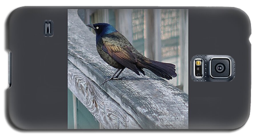 Bird Galaxy S5 Case featuring the photograph Common Grackle by Ann Horn