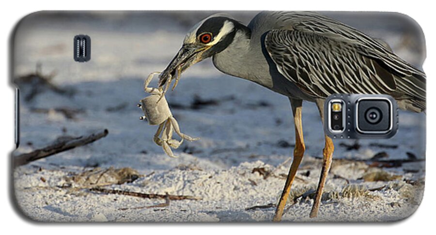 Yellow-crowned Night Heron; Birds; Florida; Cwa; Fort Myers Beach; Nature; Animals; Wildlife; Wild; Beach; Ghost Crab; Crabs; Breakfast; Galaxy S5 Case featuring the photograph Crab for Breakfast by Meg Rousher