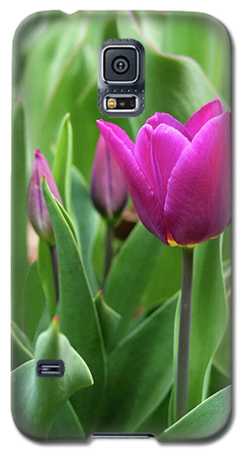 Tulips Galaxy S5 Case featuring the photograph Deep Pink Tulip Family by Rona Black