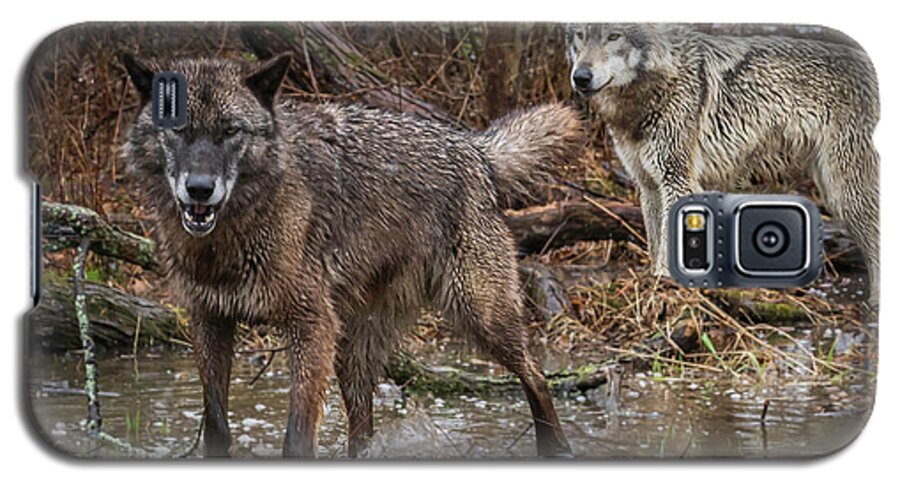 Black Wolf Wolves Galaxy S5 Case featuring the photograph Double Trouble by Laura Hedien