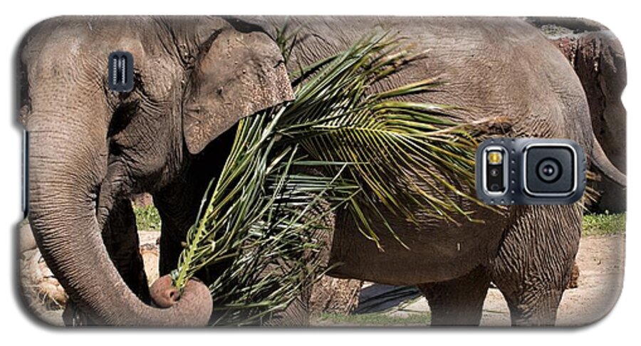 Elephant Galaxy S5 Case featuring the photograph Elephant Play by Margaret Zabor