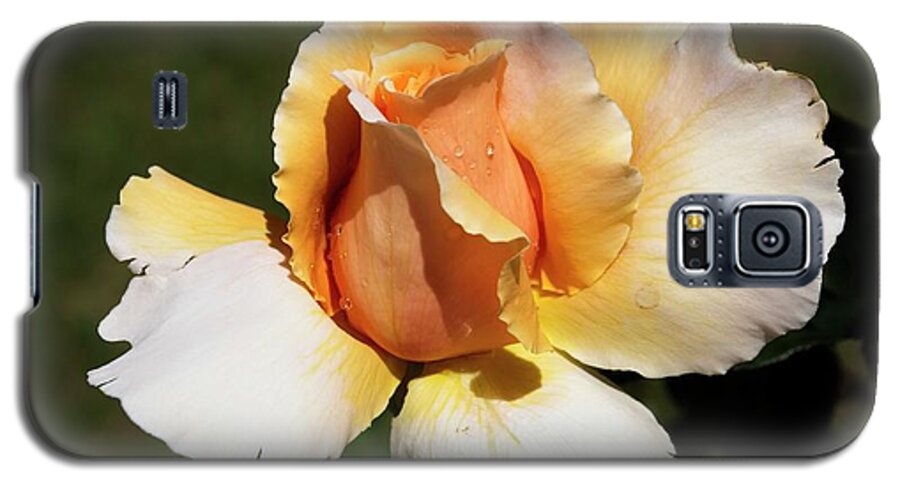 Rose Galaxy S5 Case featuring the photograph Fragrant Rose by Fran Woods
