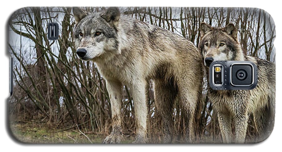 Wolves Wolf Galaxy S5 Case featuring the photograph Hangin on the Log by Laura Hedien
