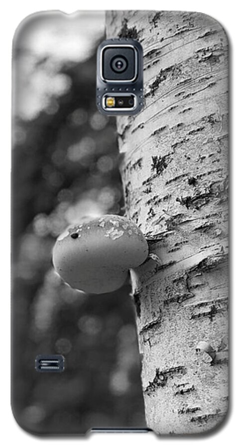Birch Tree Galaxy S5 Case featuring the photograph Heart on a Tree by Tom Johnson