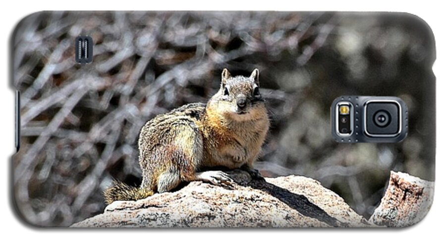 Chipmunk Galaxy S5 Case featuring the photograph Hi There by Dorrene BrownButterfield