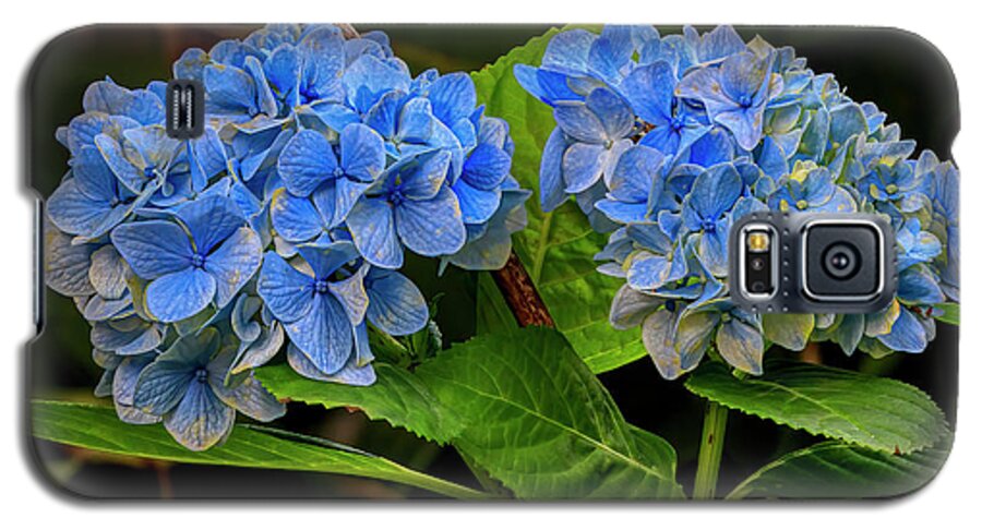 Floral Galaxy S5 Case featuring the photograph Hydrangea In Bloom by JASawyer Imaging