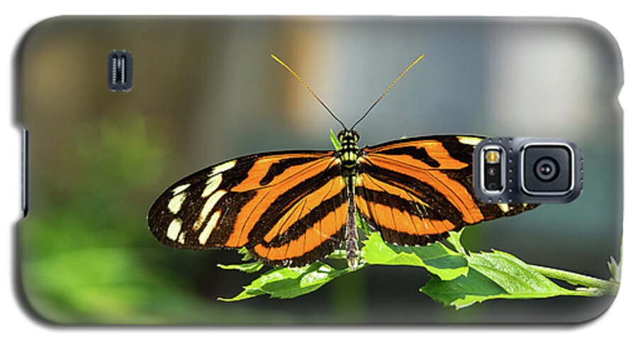 Isabella Galaxy S5 Case featuring the photograph Isabella Longwing Butterfluy by Jim Vallee