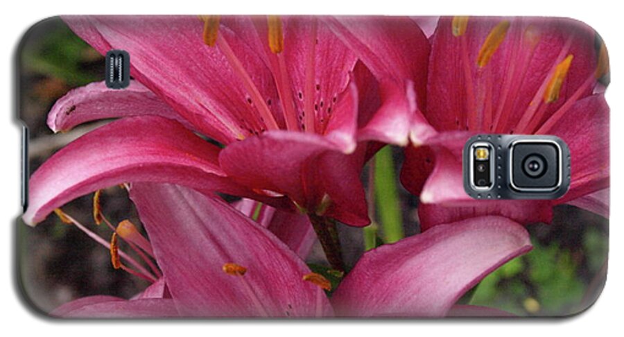 Lily Galaxy S5 Case featuring the photograph Lilixplosion 3 by Jeffrey Peterson