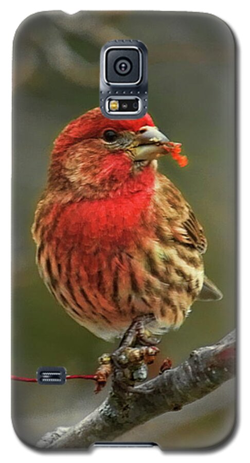 Wildlife Galaxy S5 Case featuring the photograph Male House Finch With Crabapple by Dale Kauzlaric