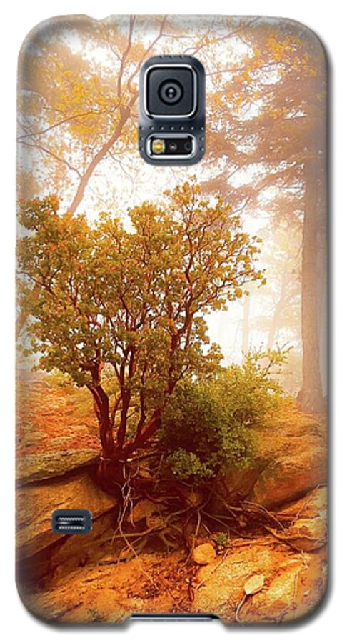 Manzanita Galaxy S5 Case featuring the photograph Manzanita in light by Jeremy McKay