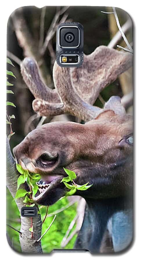 Moose Galaxy S5 Case featuring the photograph Moose with an anomalous eye, at dinner time by Tatiana Travelways