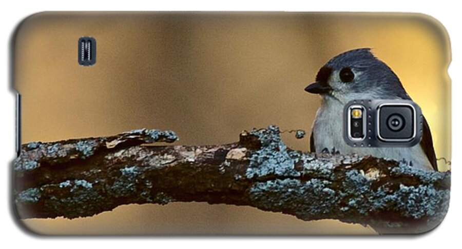 Photography Galaxy S5 Case featuring the photograph Nuthatch by Jeffrey PERKINS