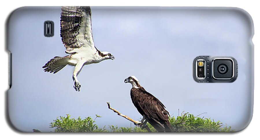 Osprey Galaxy S5 Case featuring the photograph Ospreys at Blue Cypress Lake by Michele A Loftus