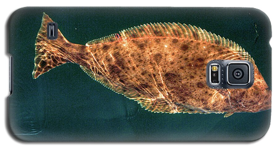 Fishing Galaxy S5 Case featuring the photograph Pacific Halibut by David Shuler