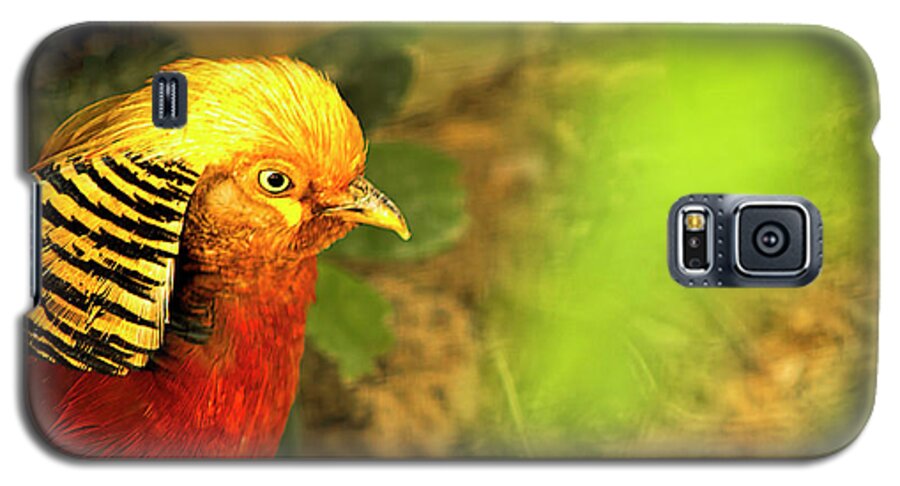 Golden Pheasant Galaxy S5 Case featuring the photograph Pharaoh by Gaye Bentham