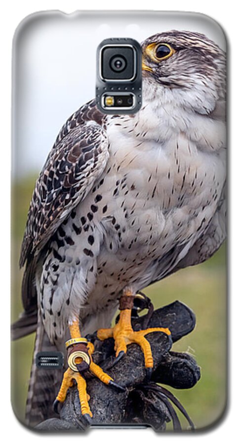 Photography Galaxy S5 Case featuring the photograph Proud Prairie Falcon by Alma Danison