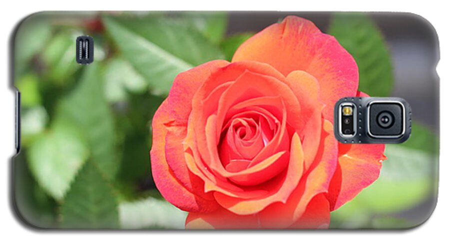 Purple Red Pedaled Rose Galaxy S5 Case featuring the photograph Purple Red Pedaled Rose by Barbra Telfer