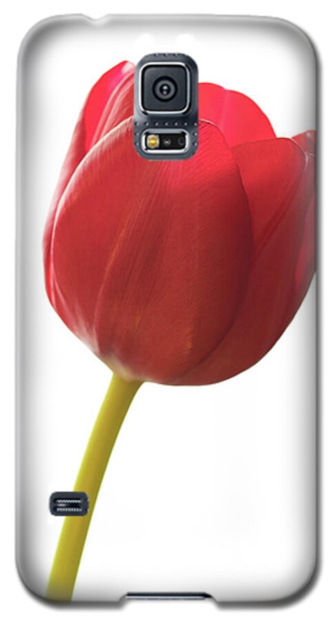 Tulip Galaxy S5 Case featuring the photograph Red Tulip by Kevin Schwalbe