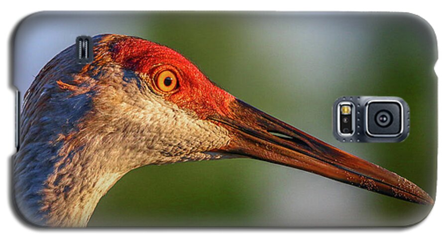 Crane Galaxy S5 Case featuring the photograph Sandhill Sunlight Portrait by Tom Claud