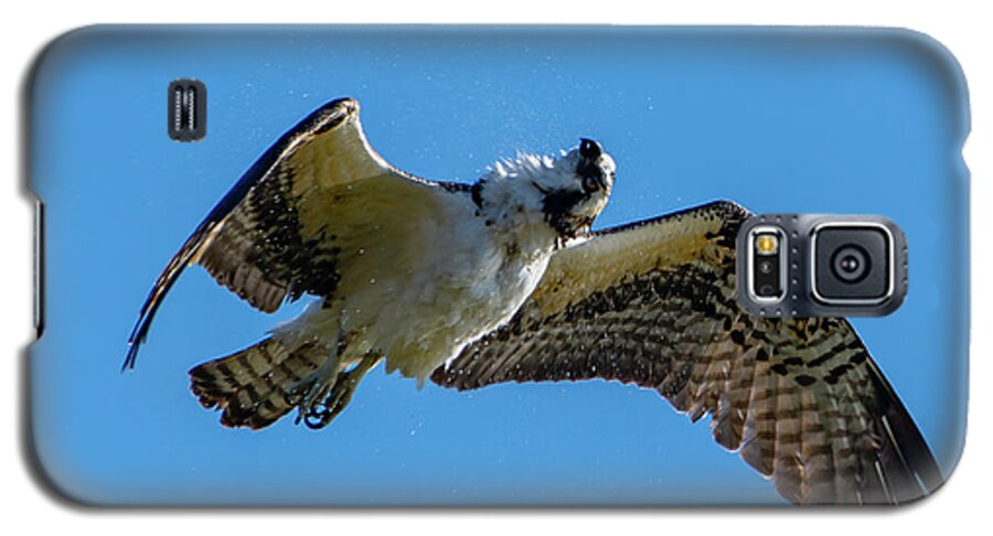 Osprey Galaxy S5 Case featuring the photograph Shake it Off 2 by Douglas Killourie