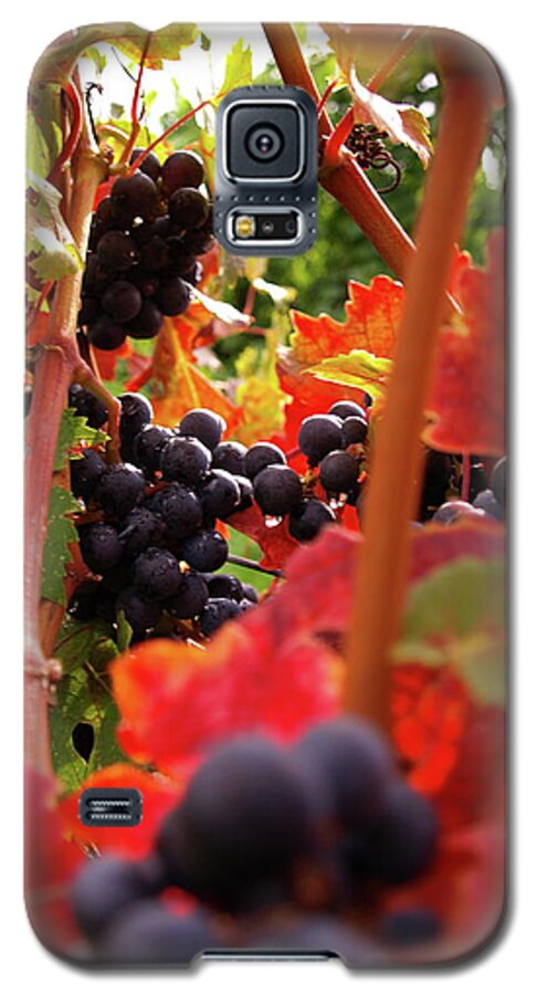 Grapes Galaxy S5 Case featuring the photograph Shalestone - 3 by Jeffrey Peterson