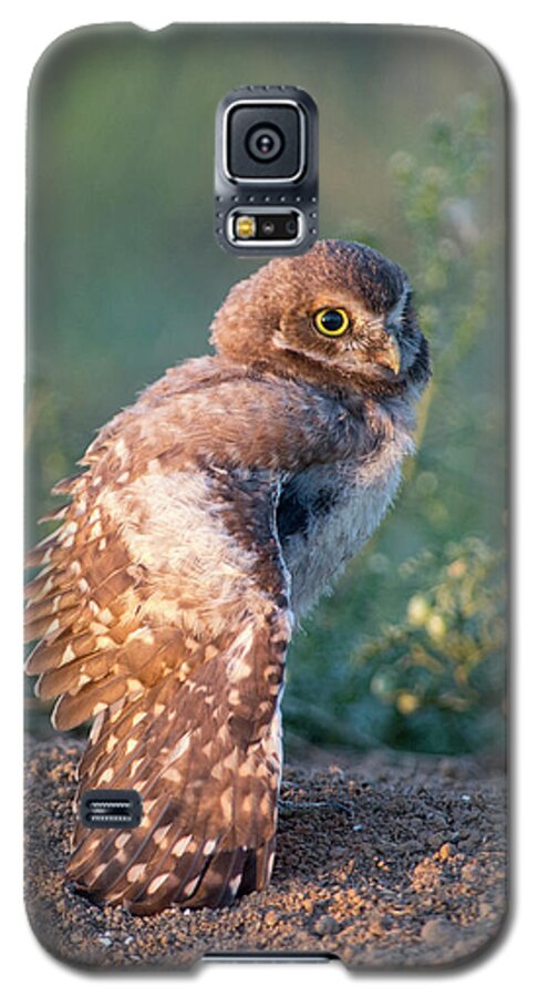 Burrowing Owls Galaxy S5 Case featuring the photograph Shy young burrowing owl by Judi Dressler