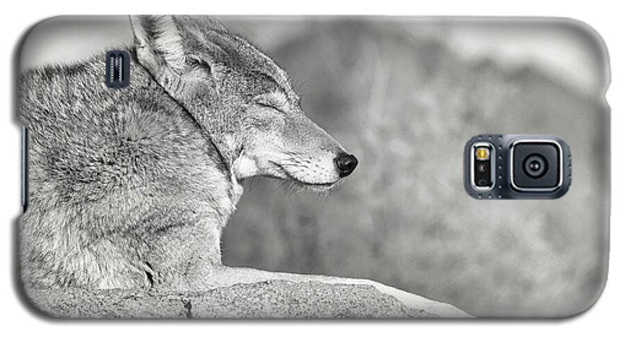 Coyote Galaxy S5 Case featuring the photograph Sleepy Coyote by Elaine Malott