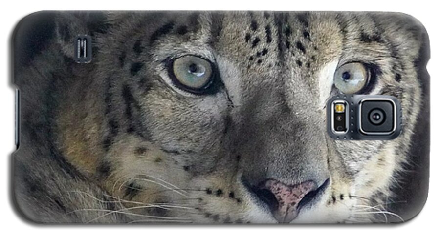 Snow Leopard Galaxy S5 Case featuring the photograph Snow Leopard by Susan Rydberg