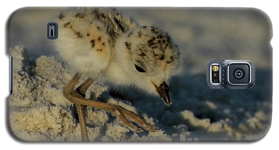 Snowy Plover. Animals Galaxy S5 Case featuring the photograph Snowy Plover on the Hunt by Meg Rousher