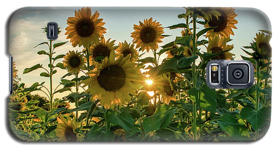 1088 Jesse Place Elmira Galaxy S5 Case featuring the photograph Sun and sunnflowers by Nick Mares