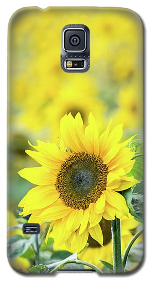 Sunflower Galaxy S5 Case featuring the photograph Sunflower by Anita Nicholson
