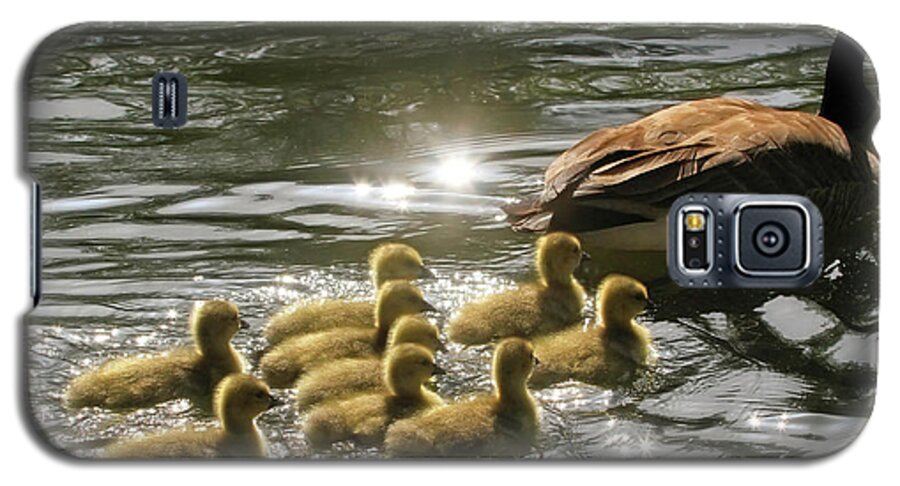 Canada Goose Galaxy S5 Case featuring the photograph Sunlit Stroll by Donna Kennedy