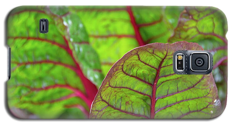 Plant Galaxy S5 Case featuring the photograph Swiss Chard Patterns by Douglas Wielfaert