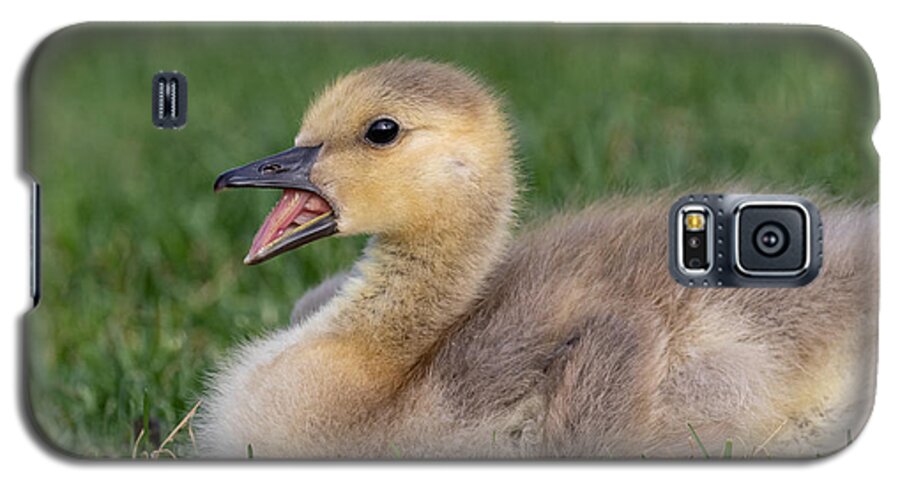 Photography Galaxy S5 Case featuring the photograph Terrifyingly Cute Gosling by Alma Danison