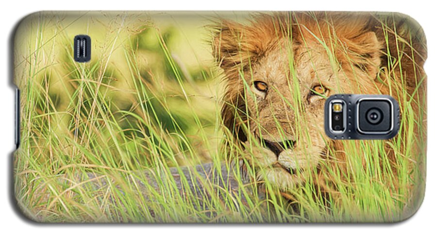Lion Galaxy S5 Case featuring the photograph The King by Gaye Bentham