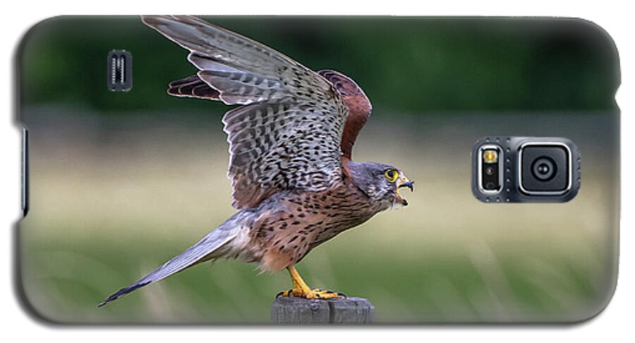 Kestrel Galaxy S5 Case featuring the photograph The male Kestrel on his way by Torbjorn Swenelius