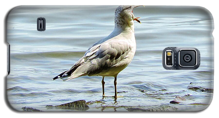 Ring-billed Gull Galaxy S5 Case featuring the photograph The Singing Gull by Susan Hope Finley